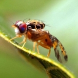 Muha dinja: fotografija, opis, metode borbe